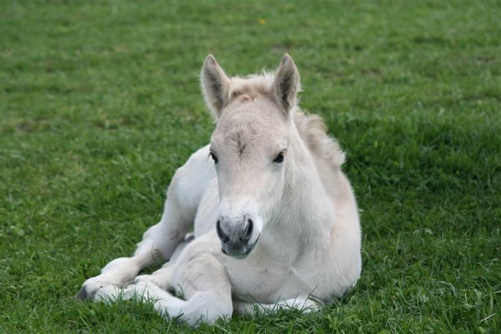 Fjordhest Mosegårdens Finesse billede 1