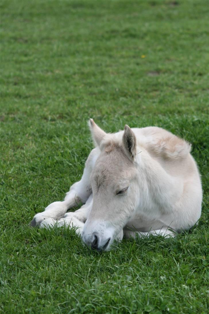 Fjordhest Mosegårdens Finesse billede 2
