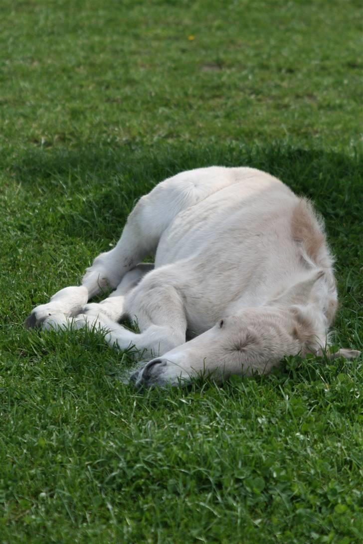 Fjordhest Mosegårdens Finesse billede 3