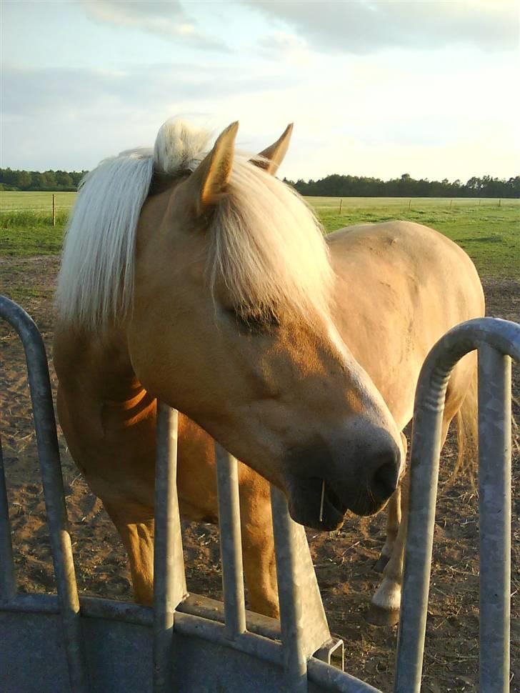 Haflinger |Elvis| solgt:'(. -  1) Hej, velkommen til Elvis porfil(;  billede 1
