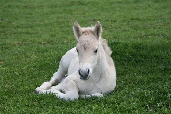 Fjordhest Mosegårdens Finesse billede 4