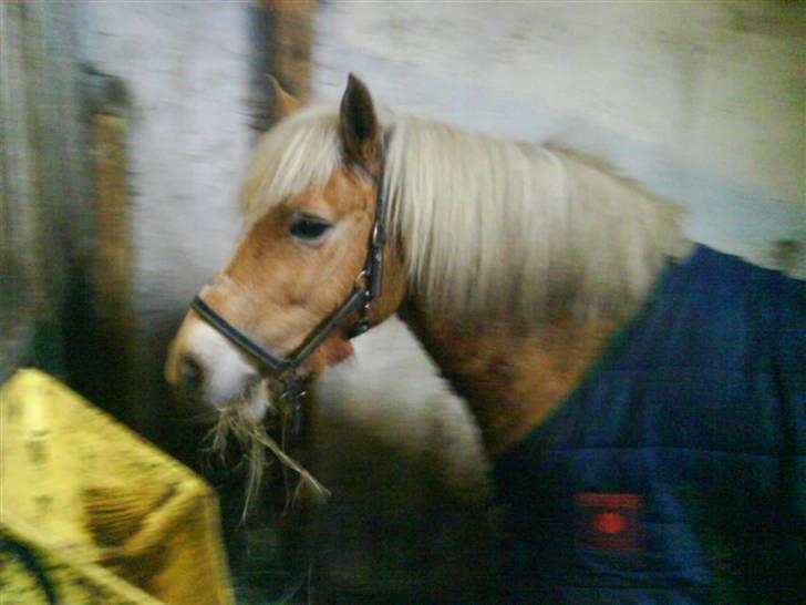 Haflinger |Elvis| solgt:'(. -  3)  han er da skøn;) billede 3