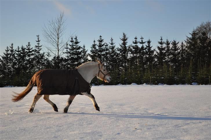 Fjordhest FREJA R.I.P. - 12. Trave kan man sørme også!;D d.26 december 2009 billede 12