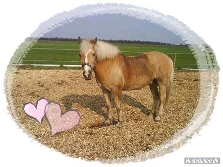 Haflinger |Elvis| solgt:'(. -  5 ) Har lige været ude at ride.. han sveder;) billede 5