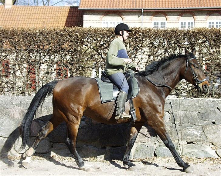 Anden særlig race Flying Allegro (R.I.P) - Træning bidløst billede 15