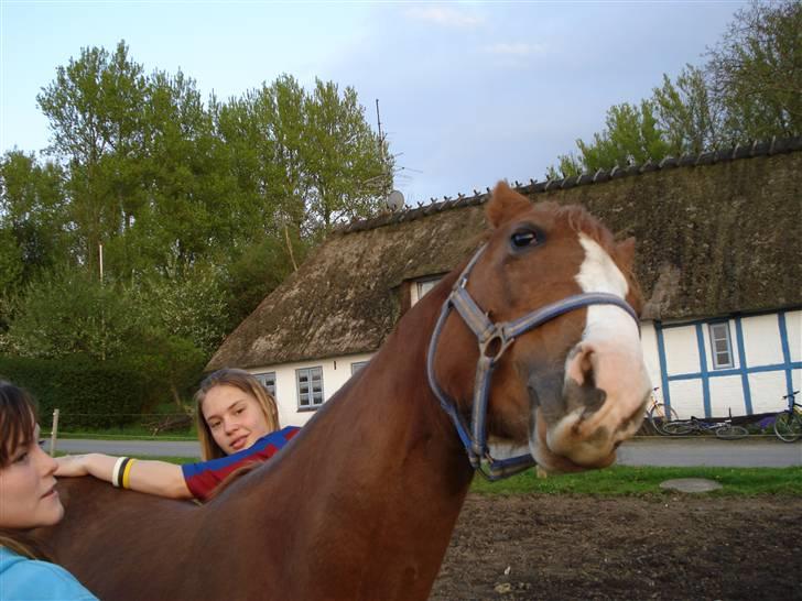 DSP StaldBirkely's mr nice guy billede 20