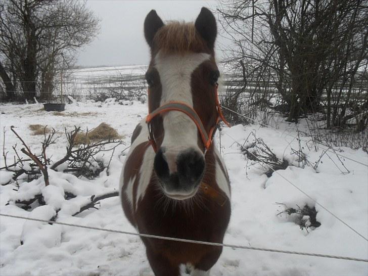 Anden særlig race BILLY BOY billede 8
