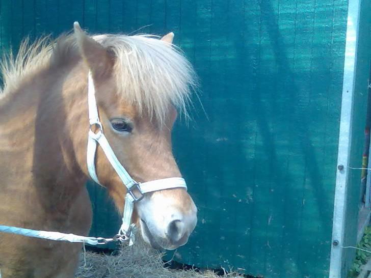 Islænder Björk fra Skovfryd - her står min elskede björk...her står jeg og tænker på hvornår jeg skal ud og ride og minsnten det er i morgen!! billede 1