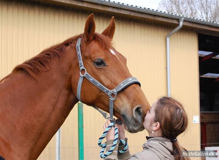 Dansk Varmblod <3*Duvill N*<3  solgt :( - du er mit et og alt<3 elsker dig ubeskriveligt højt! billede 19