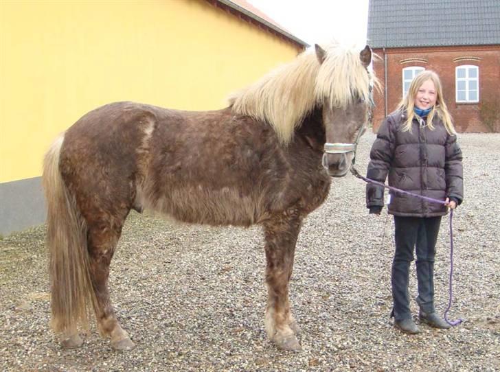 Islænder sindri fra øxl - inden jeg skal ride hilser jeg på ham billede 7