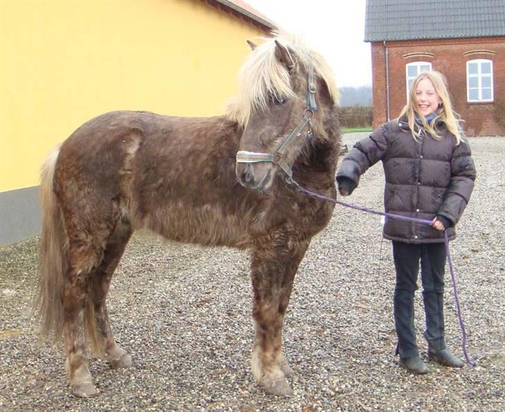 Islænder sindri fra øxl - der står hans ejer vist,(den gamle ejer) billede 8