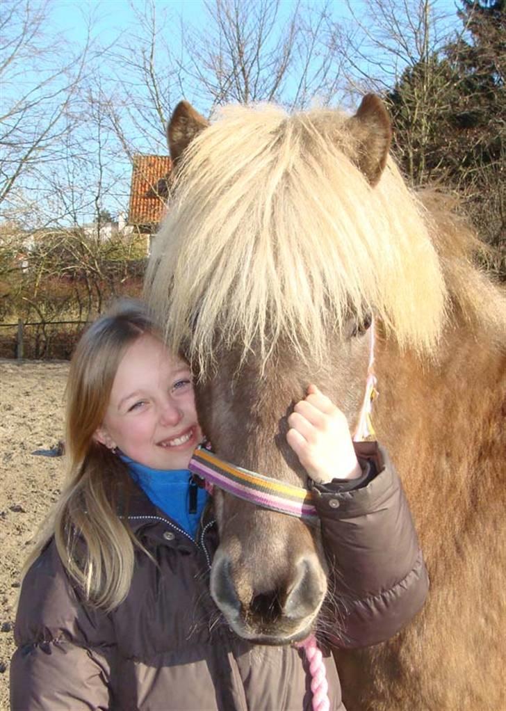 Islænder sindri fra øxl - et dejligt hoved kraaam!!! billede 13