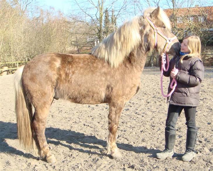 Islænder sindri fra øxl - paaas påååå!!! jeg flytter mit hoved nu! billede 14