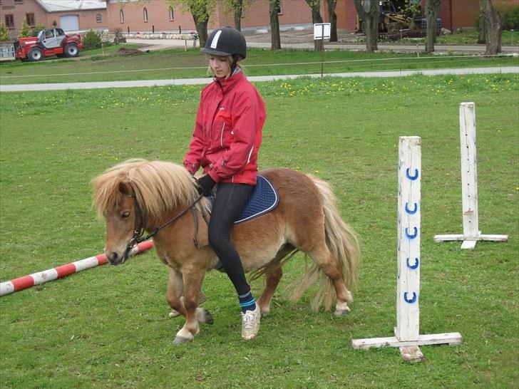 Shetlænder Ma cheval - solgt - Den dejlige ride pony. :´) billede 11