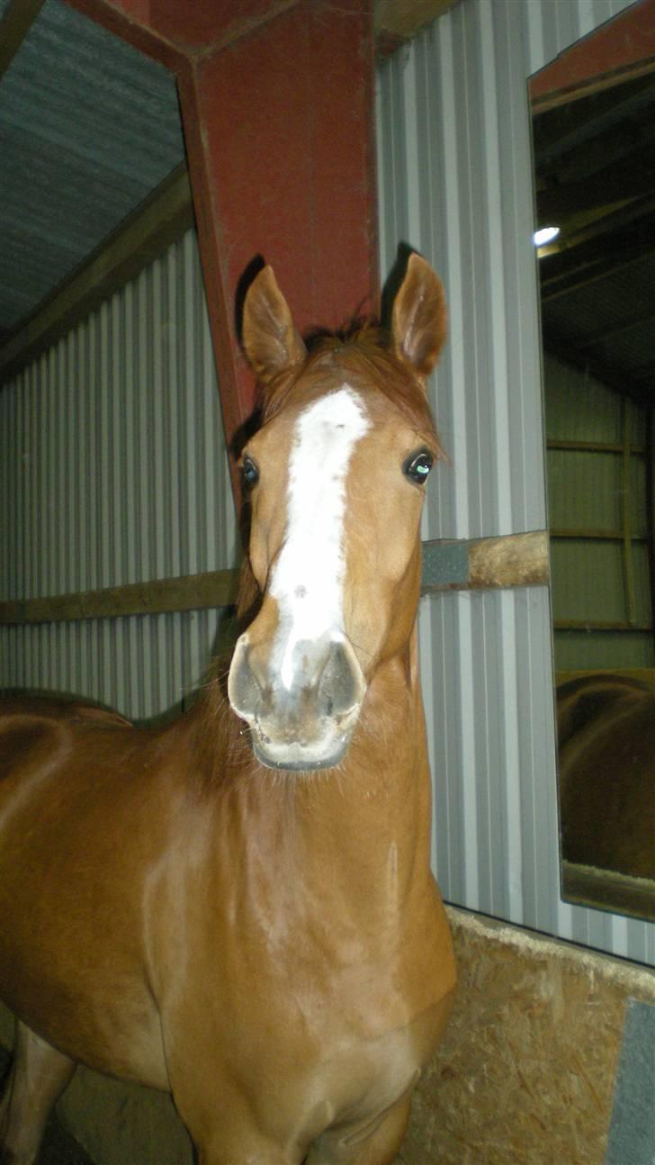 Welsh Partbred (Sec F) Zena - hel hej  billede 6