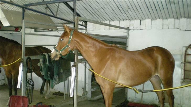 Welsh Partbred (Sec F) Zena - så er zena ced at blive en lille dame billede 7