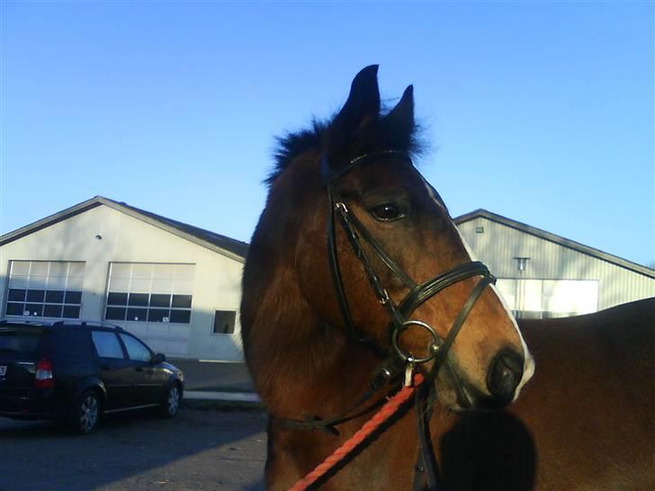 Anden særlig race congo*solgt* - søde congo billede 1