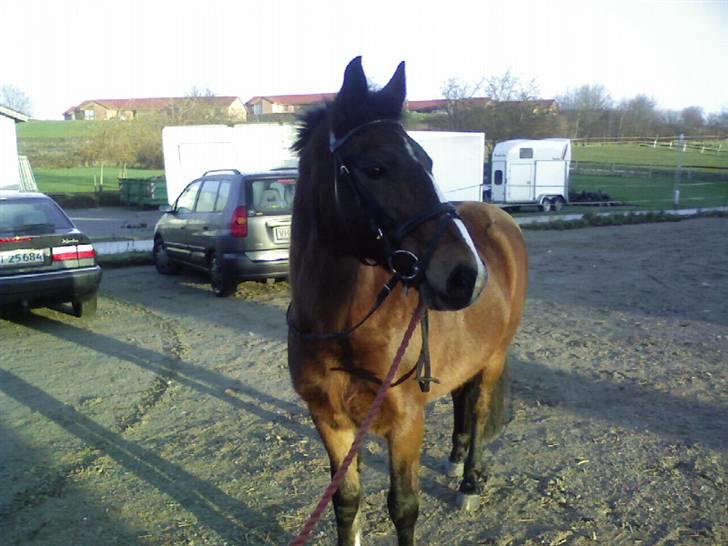 Anden særlig race congo*solgt* billede 2