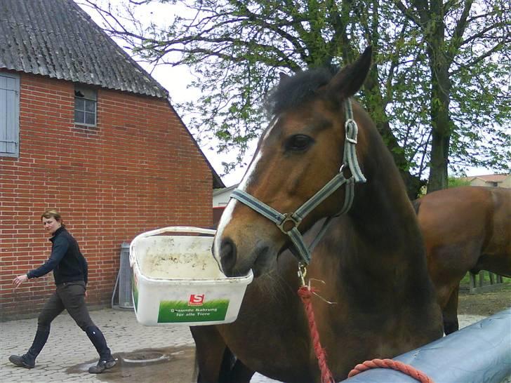 Anden særlig race congo*solgt* - tigger du?? billede 3