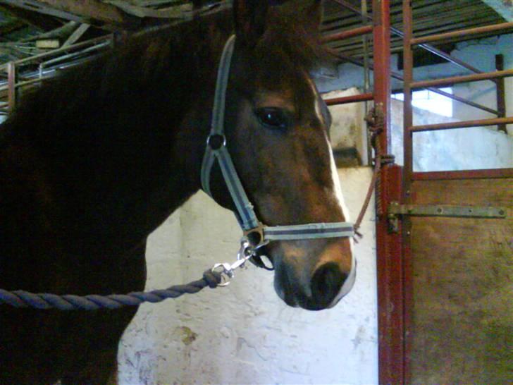 Anden særlig race congo*solgt* billede 4