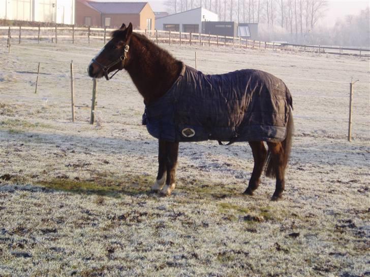 Anden særlig race congo*solgt* billede 5