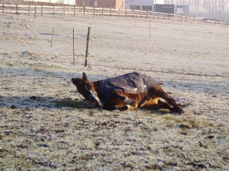 Anden særlig race congo*solgt* - ruller sig billede 6