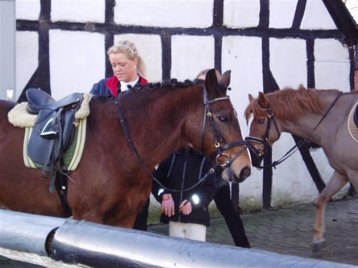 Anden særlig race congo*solgt* billede 7