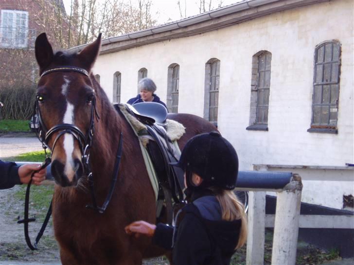 Anden særlig race congo*solgt* billede 8