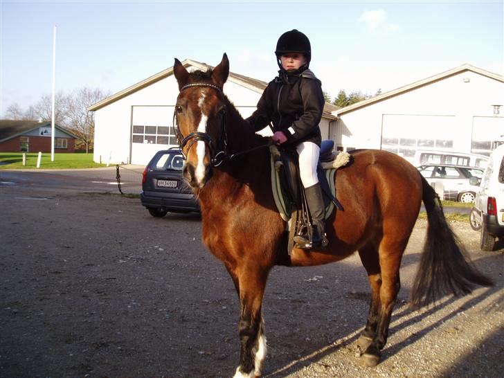 Anden særlig race congo*solgt* billede 9