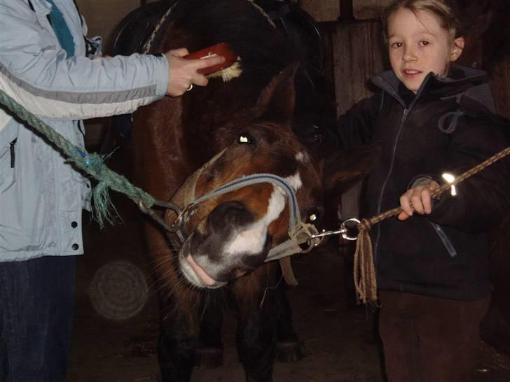 Anden særlig race congo*solgt* billede 10