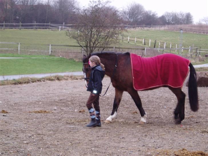 Anden særlig race congo*solgt* - maria har lige spunget billede 11