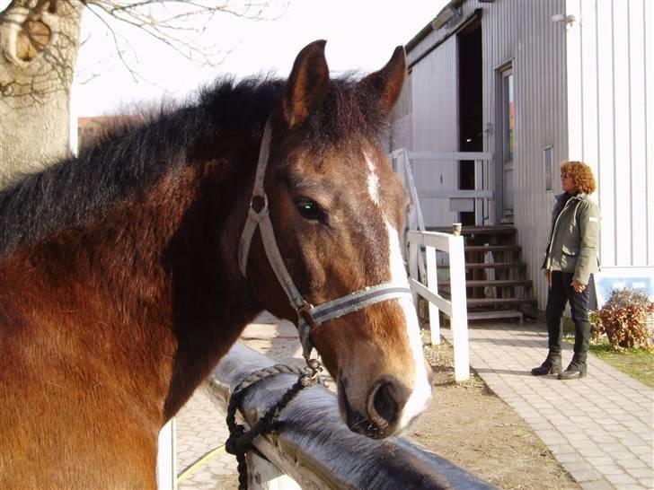 Anden særlig race congo*solgt* billede 12