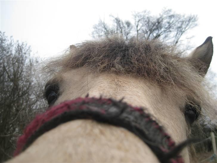 Anden særlig race Freja <3 - Fordi vi begge elsker at spise... KAMERA´er xD  billede 6