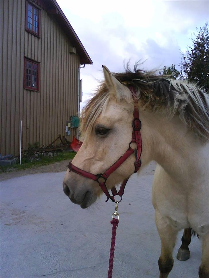 Anden særlig race Freja <3 - Fordi du er den smukkeste &&´ skønneste pony billede 10