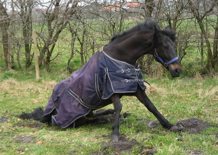 Belgisk Sportspony Angelo - Her er et billed af min lille hest der lige har rullet sig<3 billede 9