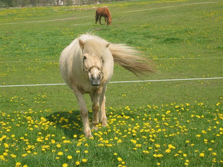 Islænder Frigg fra Akurgerði - jeg er ikke tyk, jeg har bare et føl i maven:D billede 2