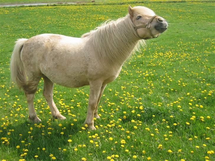Islænder Frigg fra Akurgerði - uhh.. prøv lige at se mig .. tihi billede 3
