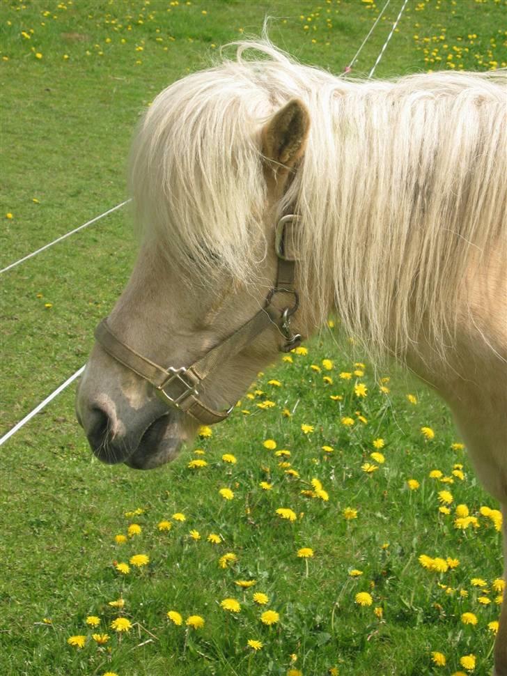 Islænder Frigg fra Akurgerði - er jeg ikke smuk ?. billede 4
