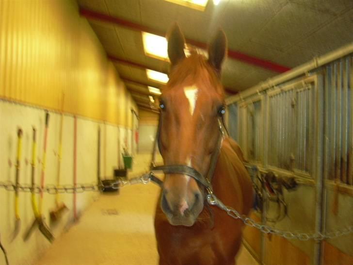 Hannoveraner Caiman RIP <3 - Hvaaad laver du ?? billede 1