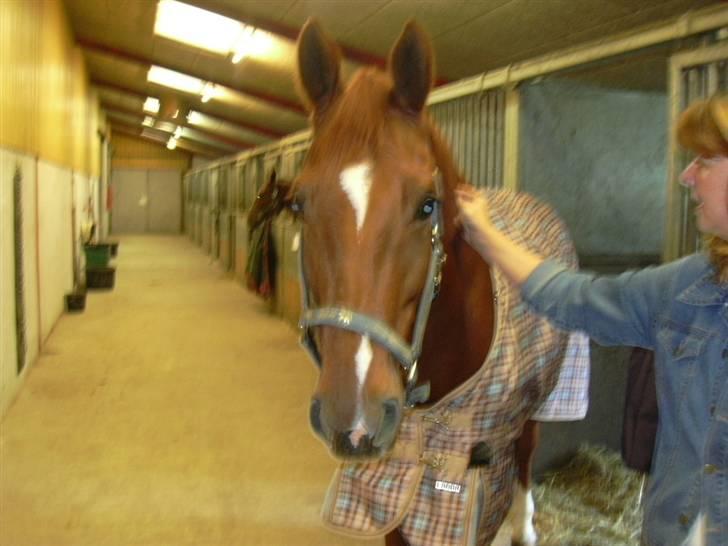 Hannoveraner Caiman RIP <3 - Jeg er meget fotogen! billede 2