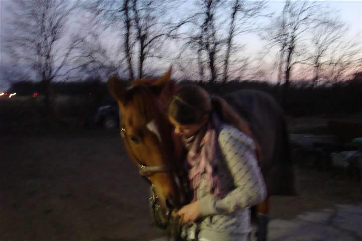 Hannoveraner Caiman RIP <3 - *snøft* Aftnen hvor vi kørte ham til Fyn.. På HIS billede 3