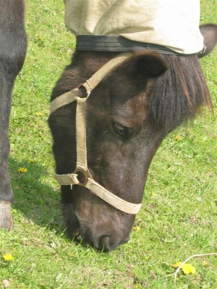 Islænder Àfram fra Birk huse - ´ mmm. græs´ billede 3