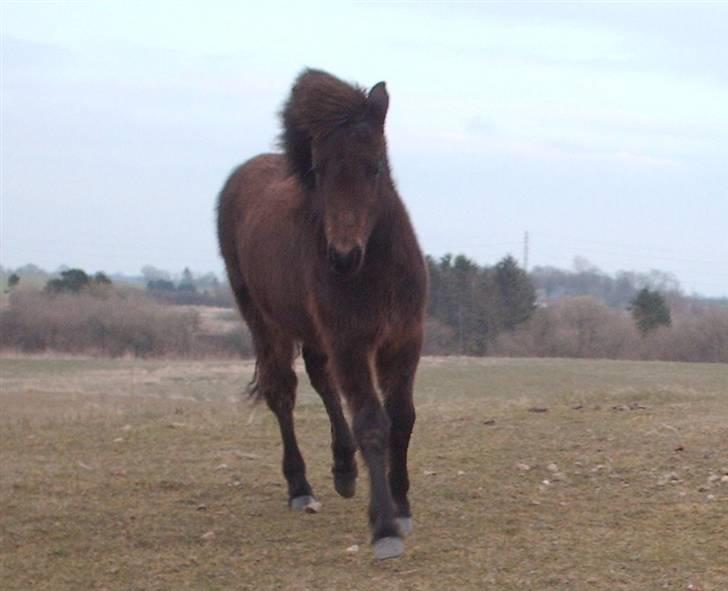 Islænder Tritla fra Lindebjerg - Her kommer jeg billede 12