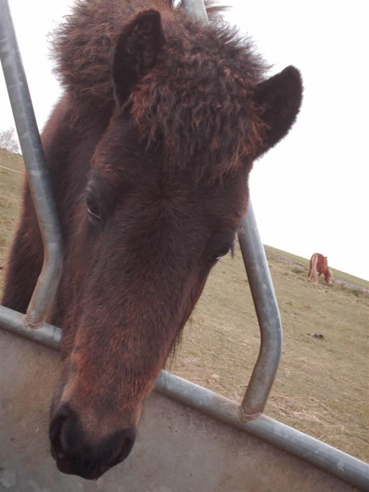 Islænder Tritla fra Lindebjerg - ´hov, hvorfor sidder du inde i høringen´ billede 13