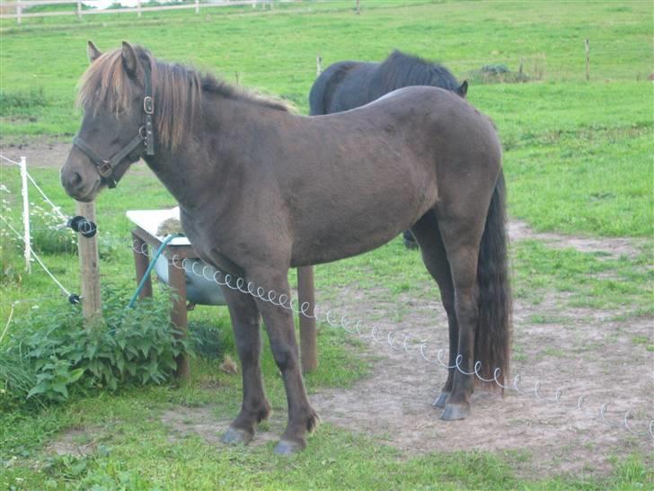 Islænder Síf fra Brösarpsgård - Síf fra Brössarpsgård billede 1