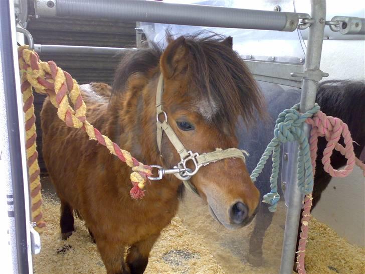 Falabella Duncan (solgt) billede 15