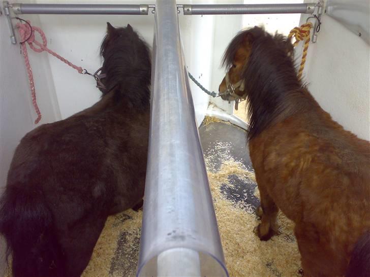 Falabella Duncan (solgt) billede 16