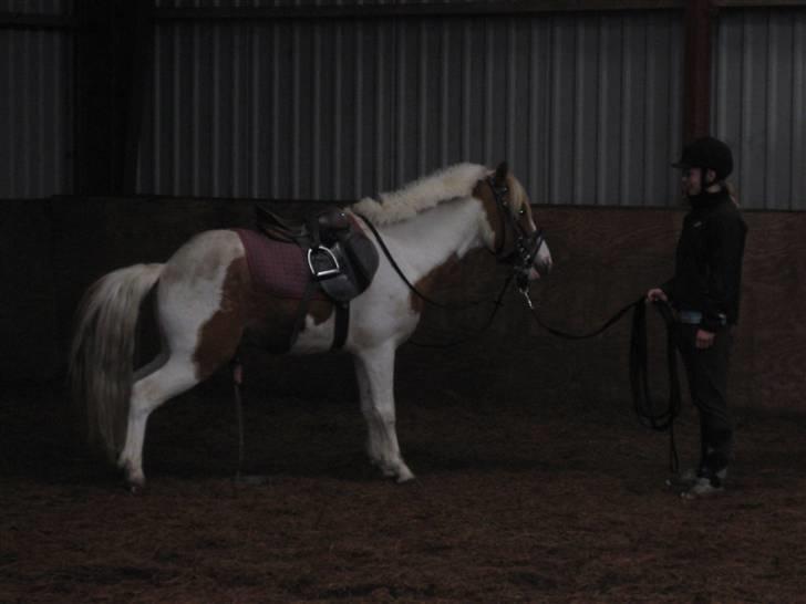 Pinto Lucky Boy - Jeg skal altså lige tisse.maj 2008 billede 7