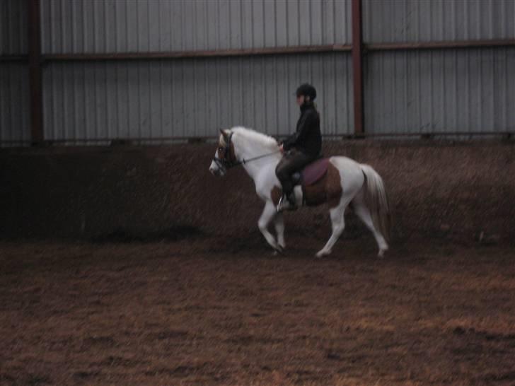 Pinto Lucky Boy - Vi altså temmelige seje, syntes Lucky. maj 2008. billede 9