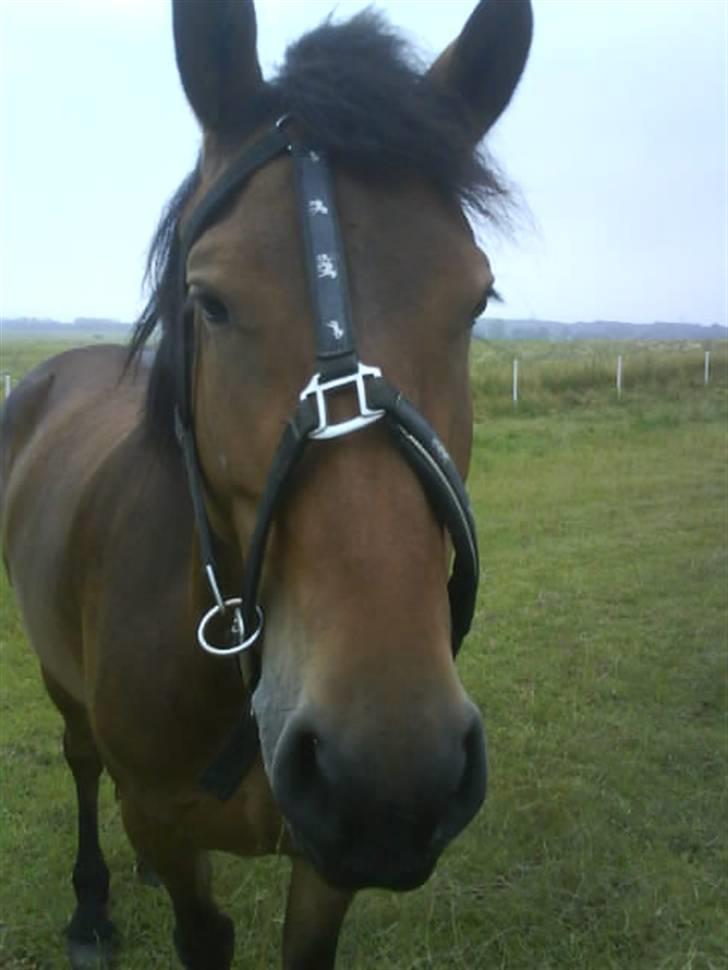 Anden særlig race Victoria - Hun havde åbenbart haft det sjovt på folden (: billede 7